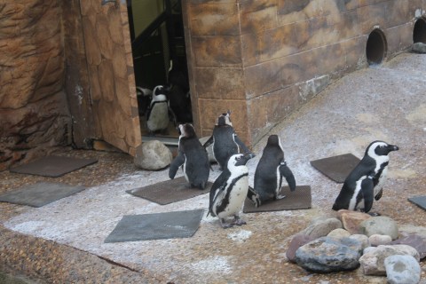 Note they're all cowering in the warm closet. Wusses.