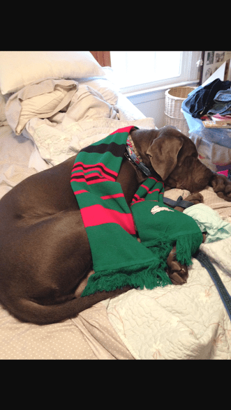 Supporting his favorite rugby team, the Rabbitohs. That is a queen sized bed.
