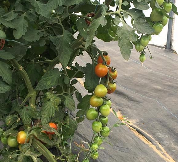 19224858_10104689811452078_5657594988079570431_n